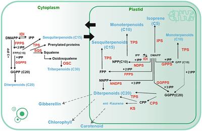 Overexpression of the Liriodendron tulipifera TPS32 gene in tobacco enhances terpenoid compounds synthesis